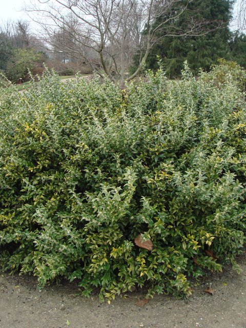 Sarcococca ruscifolia P16
